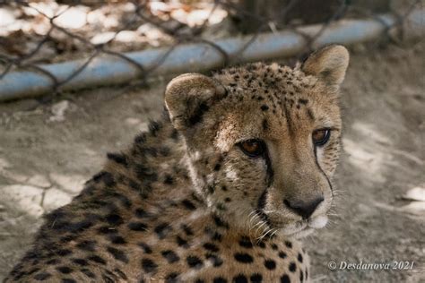 African Cheetah | A visit to the Sacramento, Ca Zoo. | Desdanova | Flickr