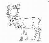 reindeer coloring Images  Lynncomp sketch template