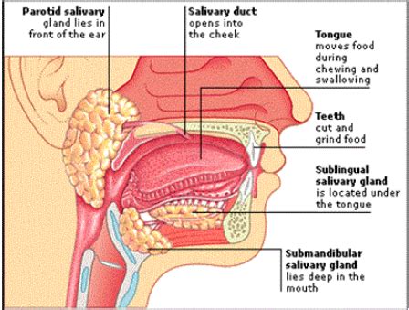 The Mouth - Biological Molecules and the Digestive Sytem