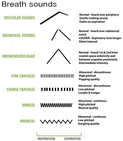 breath sounds chart - Google Search Nursing School Studying, Nursing School Notes, Nursing Study ...