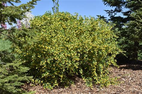 Golden Flowering Currant (Ribes aureum) in Bozeman Helena Butte Billings Dillon Big Sky Montana ...