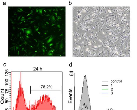 Transfection of mouse embryonic fibroblast (MEF) with green fluorescent... | Download Scientific ...