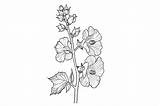 Hollyhock Flower Coloring Page Graphic By Forhadx5 · Creative Fabrica sketch template