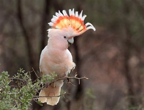 New insights into the pink cockatoo, an outback Australian icon - The ...