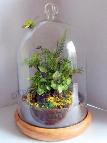 Bell Jar Glass Terrarium at best price in Mumbai by The Breathing Art ...