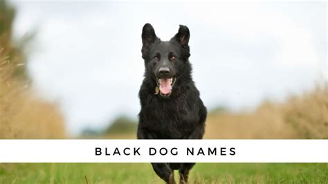 130+ Black Dog Names with Meanings for Your New Dog