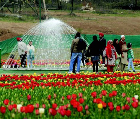 Tulip Garden | Jammu and kashmir tourism, Kashmir tourism, Beautiful ...