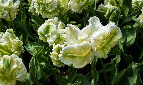 Parrot Tulips, White, Flowers, Tulips, Closeup HD wallpaper | Pxfuel