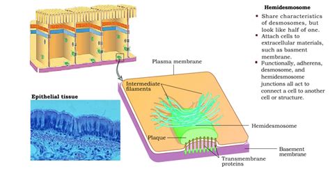 Type of Cell Junctions - Desmosome, Hemidesmosomes and Gap Junctions ...