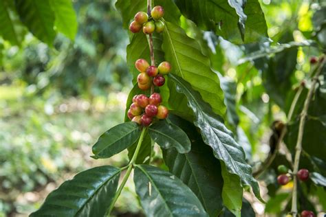 5 Surprising Facts About Coffee Leaf Tea — Hawaiian Ola