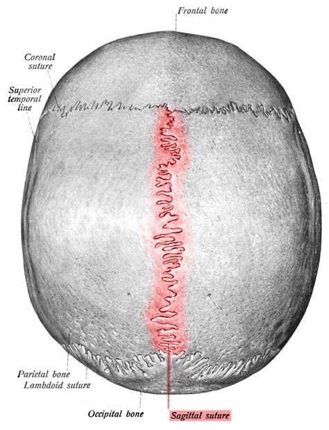 Sagittal suture - Wikipedia