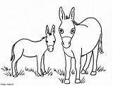 Dos Burros coloring Page sketch template