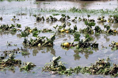 Key to developing flood-resistant crops: Genetically engineering plants' stress response ...