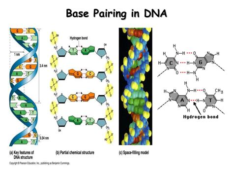 Base Pairing In Dna