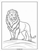 190  Lion Coloring Pages For Kids & Adults Free Printable PDFs sketch template