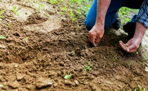 4 Keunggulan dan Manfaat Penting Tanah Aluvial dalam Dunia Pertanian - Mediatani