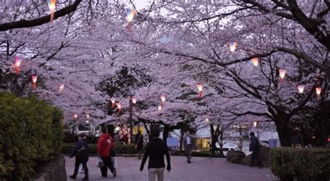 5 HIDDEN Cherry Blossom Viewing Spots in Tokyo | OTAKU IN TOKYO