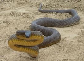 Inland taipan, most venomous snake in the world - Snake Facts