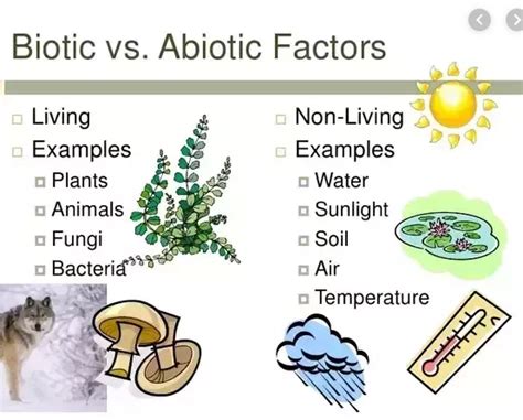 Difference Between Biotic And Abiotic | Read Biology