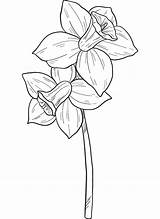 Narcissus coloring Page  ColouringPages sketch template