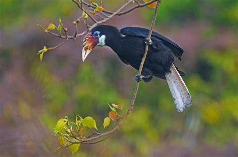 India has nine species of hornbill, most of which face the threat of ...