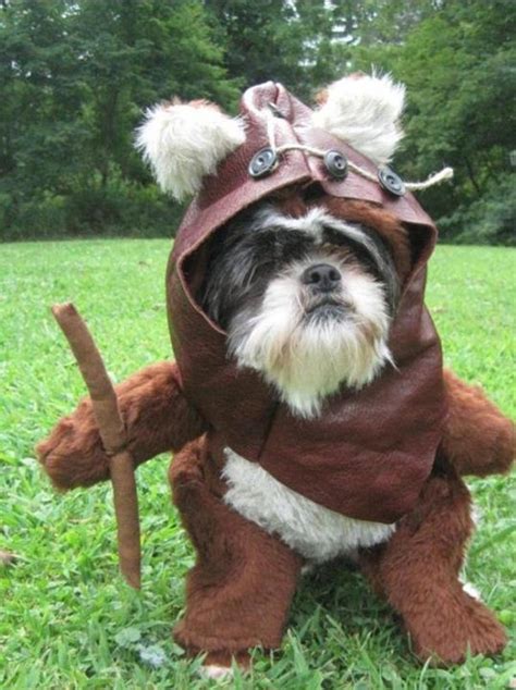 50 Funny pet costumes (50 pics) | Amazing Creatures