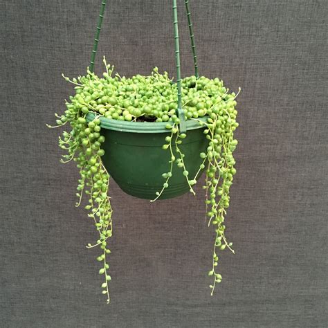 Online Plants Melbourne - String Of Pearls, Indoor plants