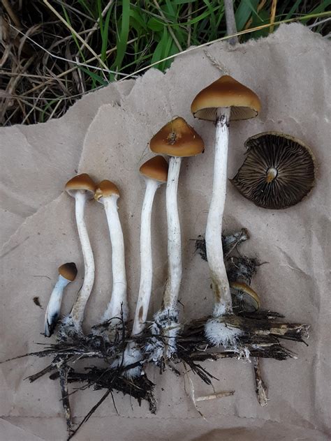 Psilocybe azurescens at various stages of development : r/shrooms