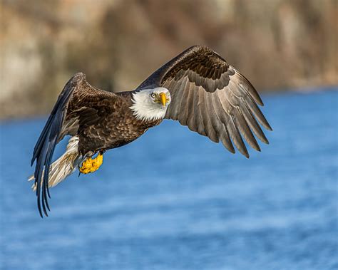 Bald eagle flying above body of water during daytime HD wallpaper | Wallpaper Flare