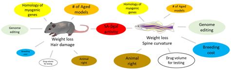 Zebrafish Models for Skeletal Muscle Senescence: Lessons from Cell Cultures and Rodent Models