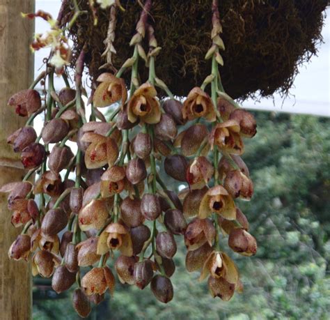 Orquideas en Bogotá, Jardin Botanico - Aprendizaje continuo