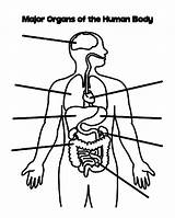 Human Body Coloring Pages  body diagram organs sketch template