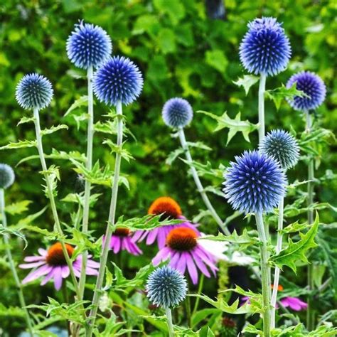 10 Tall Shade Perennials: Flowering Plants That Bloom In The Shade - Gardening @... | 1000 ...