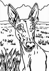 Greyhound Coloring Pages 4 Free Printables  ColoringMaker sketch template