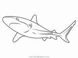 Free Sharks Coloring Pages sketch template