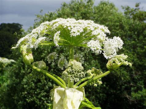 Giant hogweed: 8 facts you must know about the toxic plant - Photo 1 - CBS News