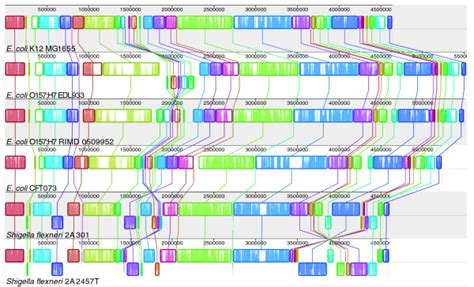 A multiple whole-genome alignment of six strains consists of 34... | Download Scientific Diagram