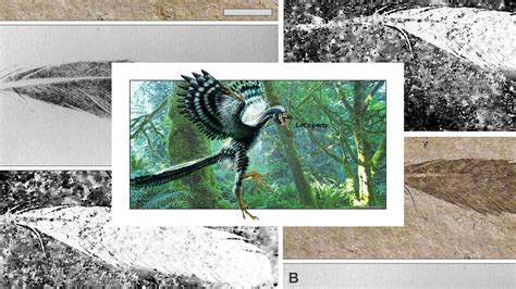 Archaeopteryx: Oldest fossil feather, new technique, new results - SlashGear