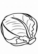Coloring Pages  Cabbage Page sketch template