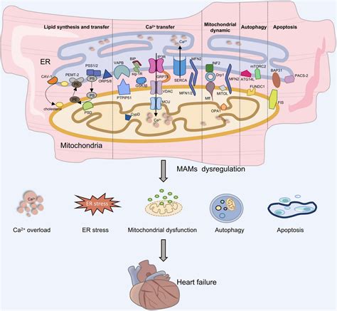 Frontiers | Mitochondria-associated endoplasmic reticulum membranes (MAMs): Possible therapeutic ...