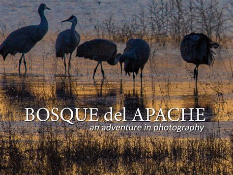 Bosque del Apache | Forir Photos