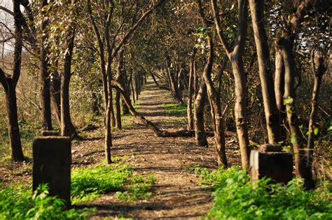 Harike Wetland National Park- Call For Nature Lovers And Bir...