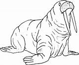 Walrus Coloring Pages sketch template