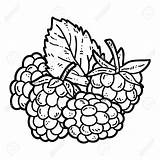 Raspberry Coloring Page At GetColoringscom  Free Printable Colorings sketch template