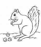 Squirrel With Acorn Coloring Page sketch template