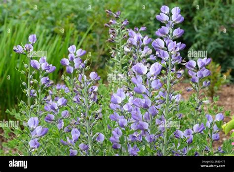 Baptisia australis, commonly known as blue wild indigo or blue false indigo in flower Stock ...