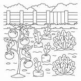 Romaine Lettuce Coloring Page sketch template