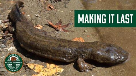 Hellbender | State of Tennessee, Wildlife Resources Agency