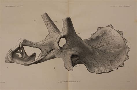 n394_w1150 | The Ceratopsia,. Washington,Govt. Print. Off.,1… | Flickr