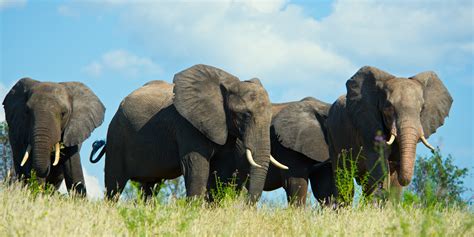 Southern Africa - Botswana - Okavango Delta - Round River Conservation Studies